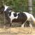 black and white homozygous tobiano paso fino stallion